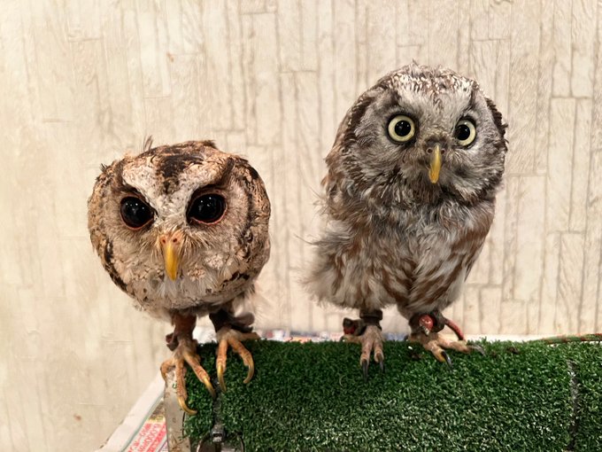 コノハズクとコキンメフクロウの写真