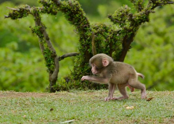 嵐山モンキーパークで見られるサルの赤ちゃん