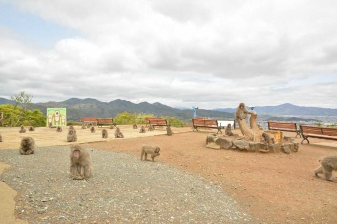 サルがたくさんいる嵐山モンキーパークの山頂