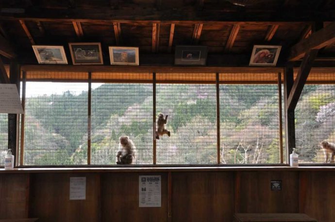 嵐山モンキーパークの休憩所からも野生のサルが見られる