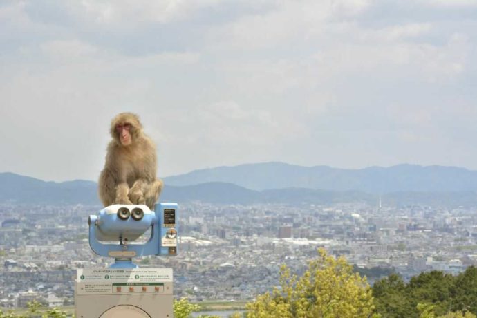 嵐山モンキーパークの展望台から見える京都市とサル