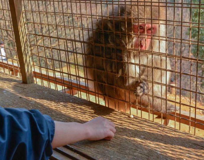 嵐山モンキーパークでのサルの餌やりの様子