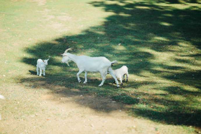 敷地内で放し飼いにされているヤギの親子