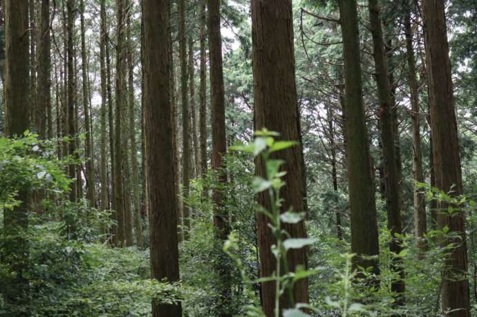綺麗に手入れされたひのきの森林