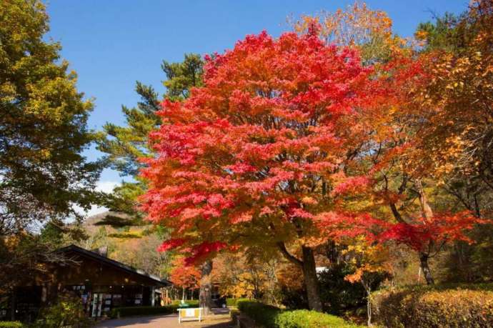 箱の森プレイパークの紅葉の様子