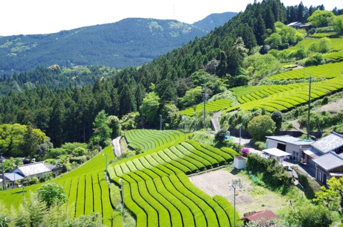 森町・大久保立体集落にある茶園の風景