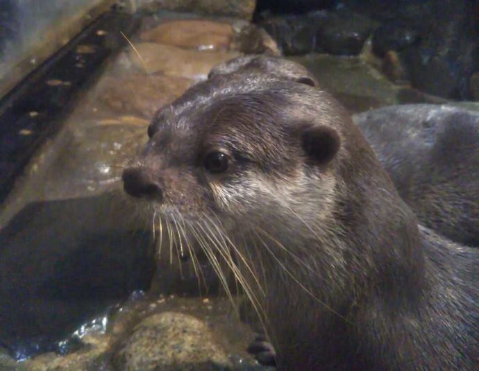 愛媛県の「虹の森公園 おさかな館」にいるコツメカワウソ