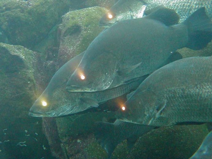 「虹の森公園 おさかな館」でフラッシュで光るアカメ