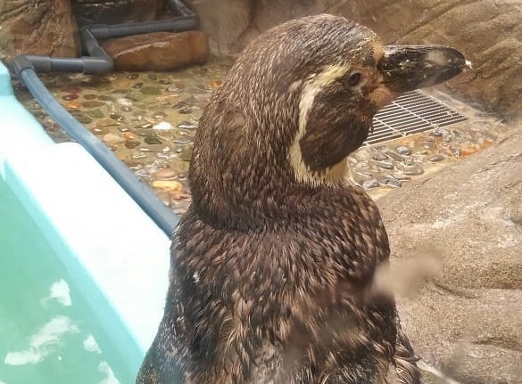 「虹の森公園 おさかな館」にいる羽の生え変わる時期のフンボルトペンギン