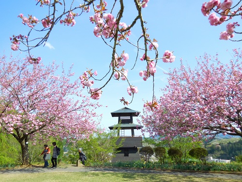 城山公園桜