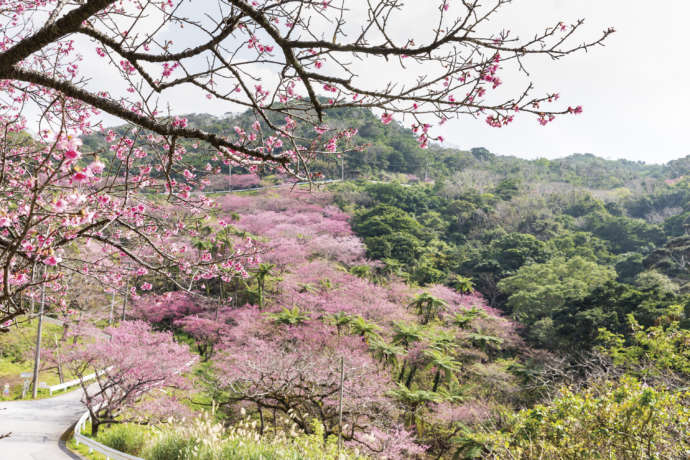 本部町のもとぶ八重岳桜まつり