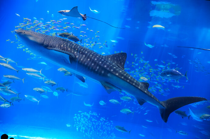 美ら海水族館の巨大水槽