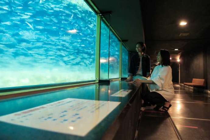 イヨボヤ会館の鮭の稚魚が泳ぐ様子を見られる水槽