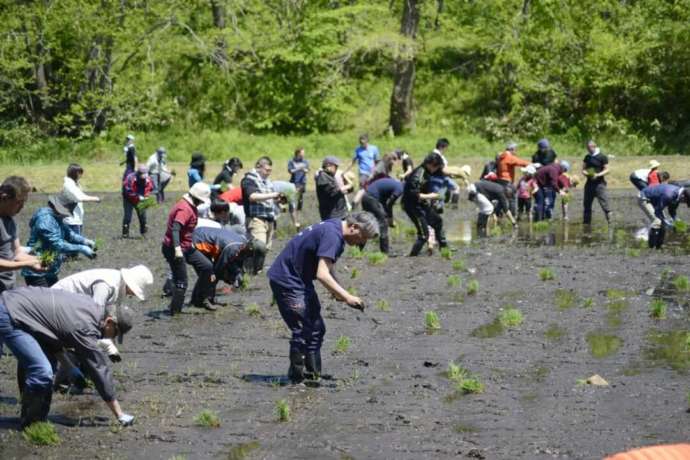 「がんじゃ自然酒倶楽部」のお田植祭2