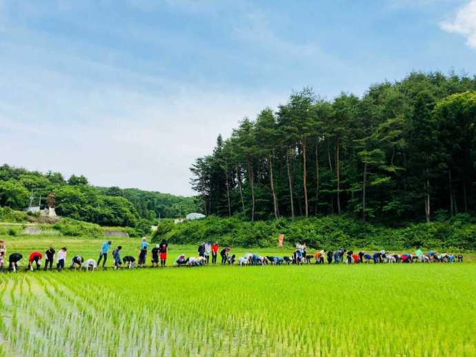 「がんじゃ自然酒倶楽部」のお田植祭