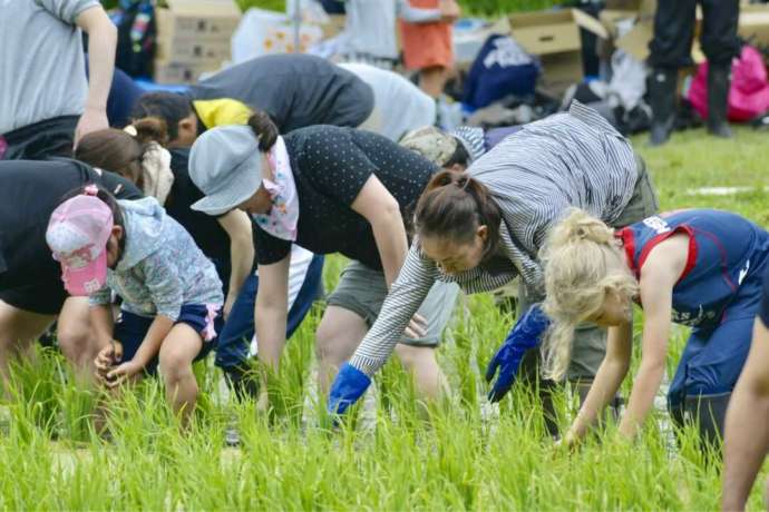 「がんじゃ自然酒倶楽部」の草取り