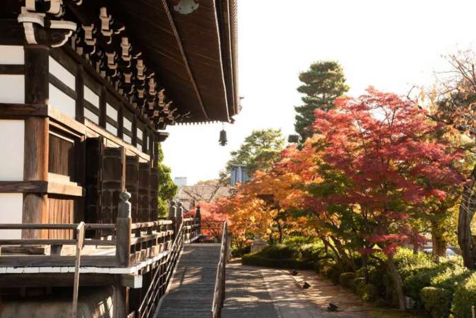 妙顕寺本堂の秋の様子