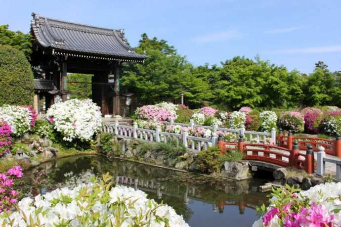 妙満寺のつつじ園