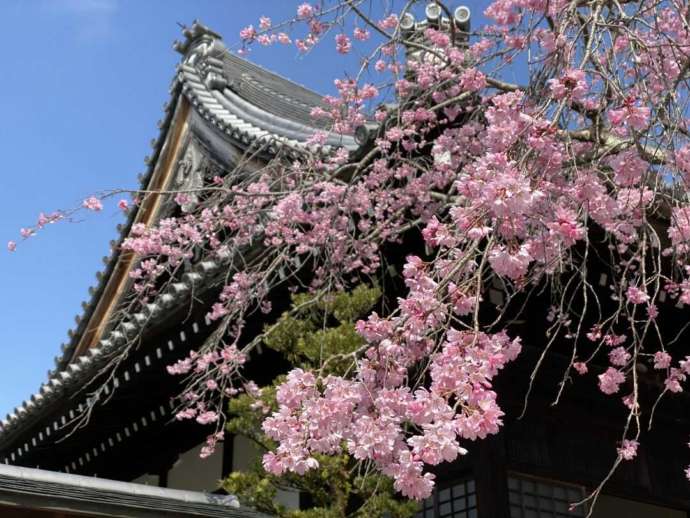 桜と妙満寺の本堂