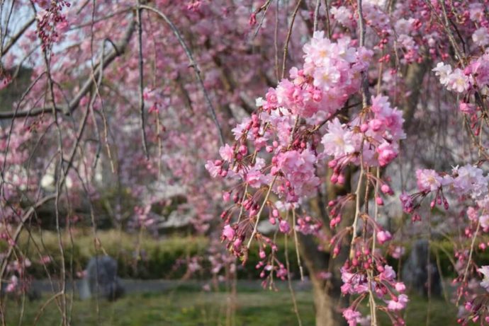 奈良文化財研究所飛鳥資料館の庭園にあるサクラ