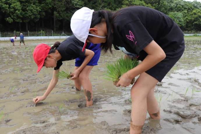 田植えを体験している度会町の子どもたち