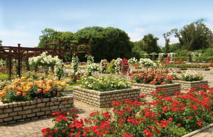 大阪市立長居植物園のバラ園