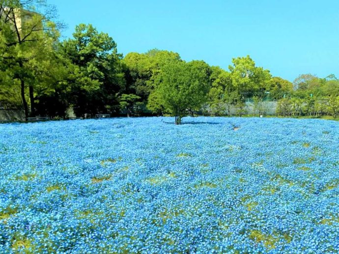 大阪市立長居植物園の「ライフガーデン」に咲く春のネモフィラ