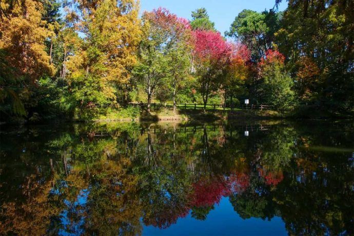 大阪市立長居植物園の小池周辺の紅葉