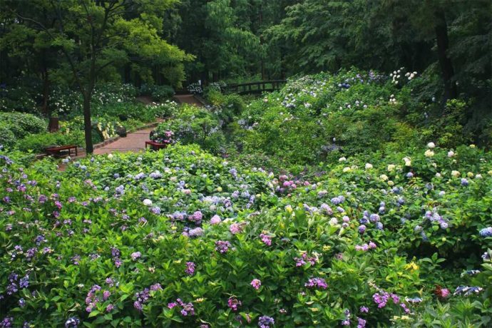 大阪市立長居植物園のアジサイ園