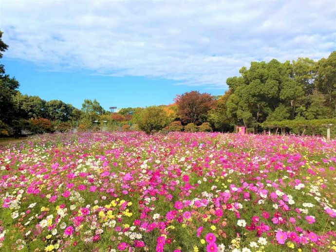 大阪市立長居植物園のコスモス園