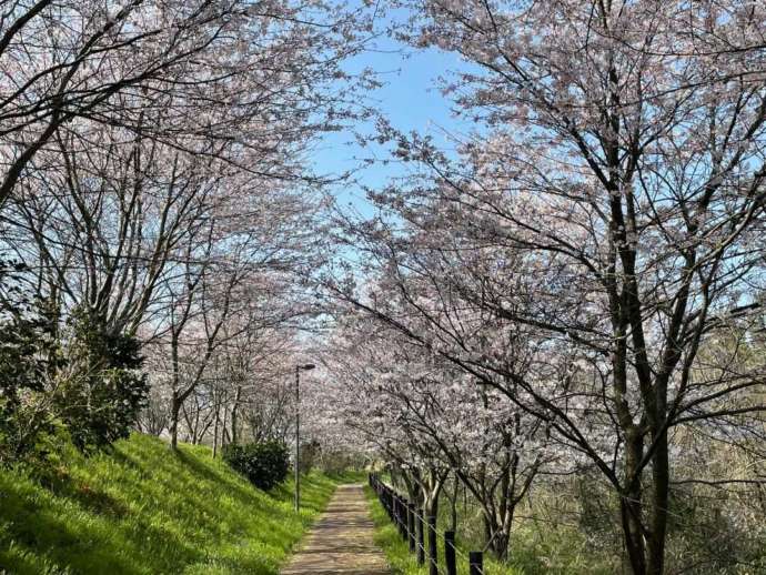 新潟県長岡市にある寺泊日本海夕日の森の桜並木