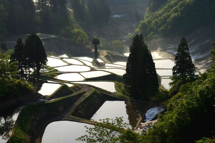 新潟県長岡市にある山古志の棚田の風景