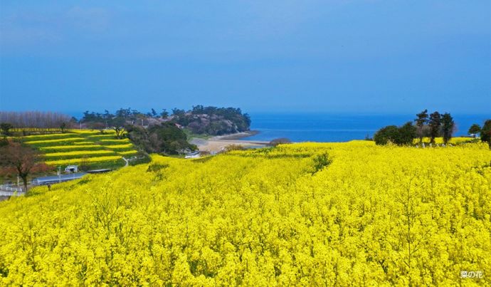 「長崎鼻ビーチリゾート」の菜の花畑