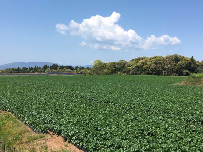 長島町のジャガイモ畑