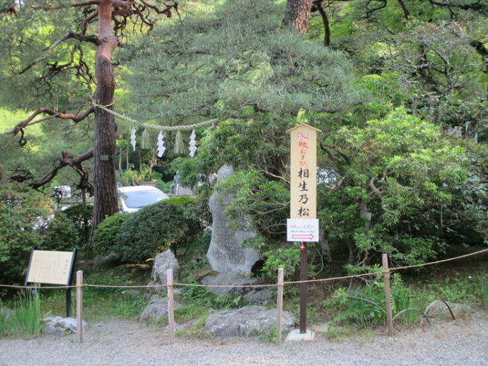 長瀞町にある縁結びのスポット「寳登山神社 相生の松」