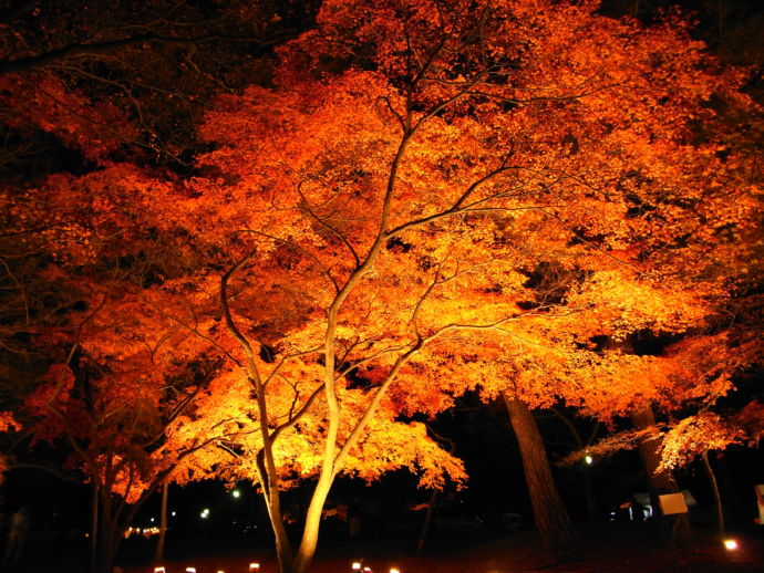 月の石もみじ公園のライトアップの様子