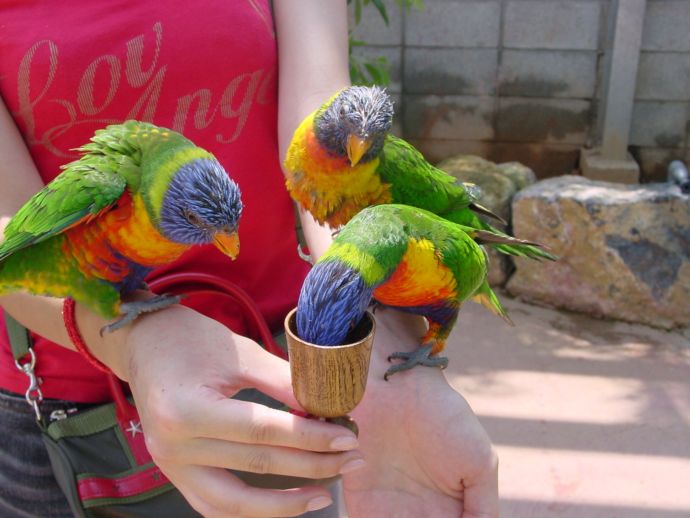 OKINAWAフルーツらんどで人気のゴシキセイガイインコ