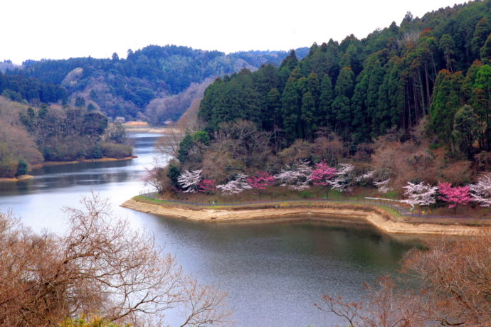 長柄町にある長柄ダムの周辺に咲く桜