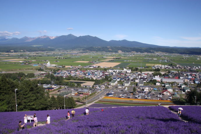 中富良野町の北星山ラベンダー園