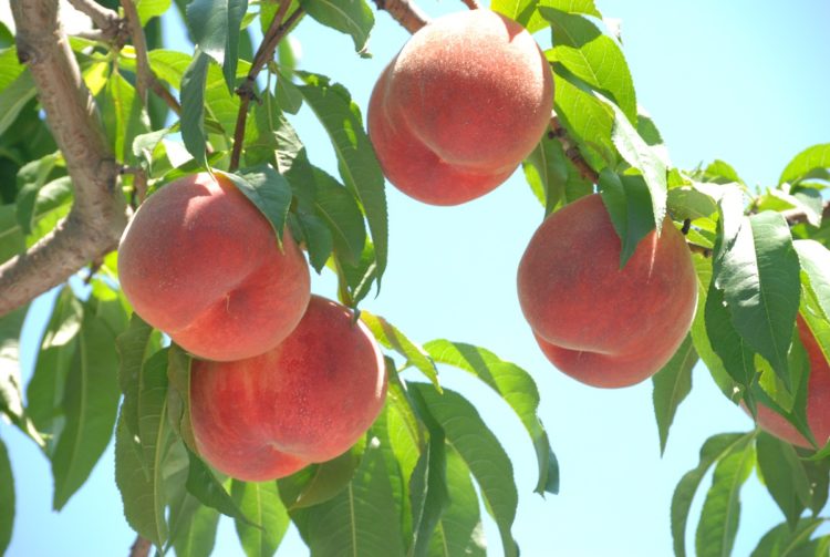 仲野観光果樹園 Fruits Cafe Rulaveに訪れた方の口コミ