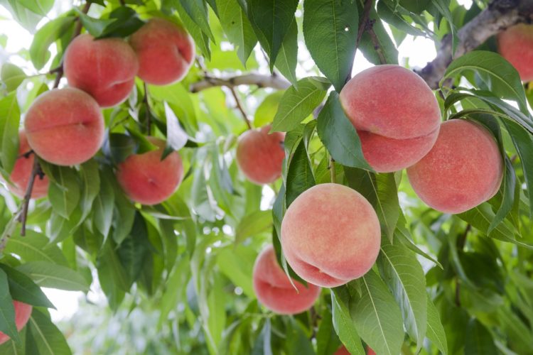 仲野観光果樹園 Fruits Cafe Rulaveのくだもの狩りについて