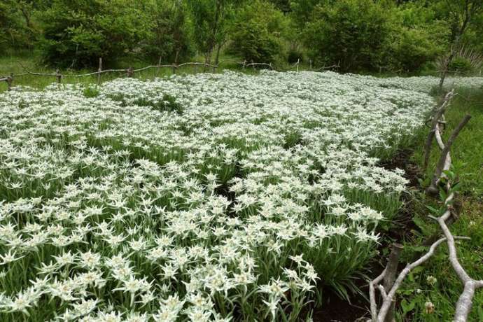 「中之条山の上庭園」のエーデルワイス