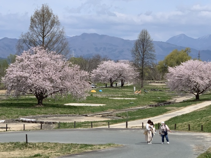 山形県中山町の桜満開のせせらぎ公園