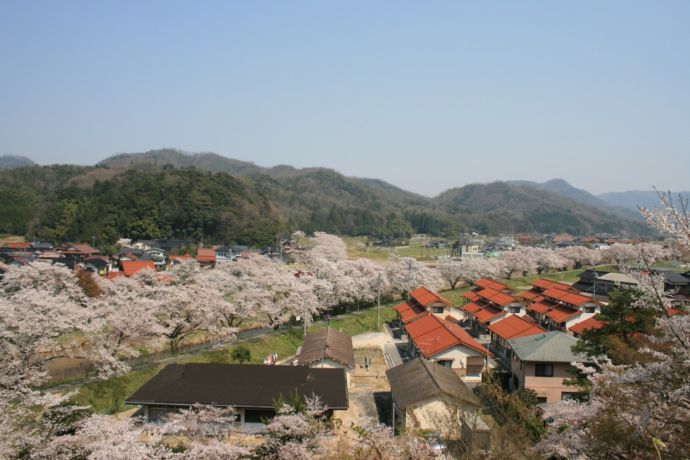 南部町の街並みと桜