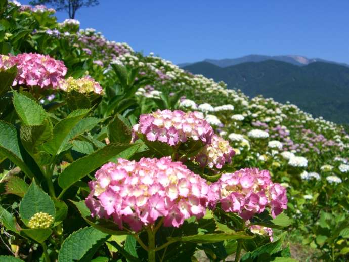 南部町で咲くあじさい