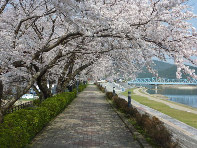 南丹市の大堰川の桜並木