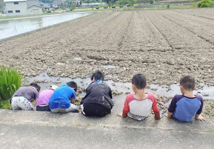 子どもの農業体験)