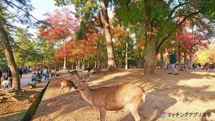 奈良公園でピクニックデート