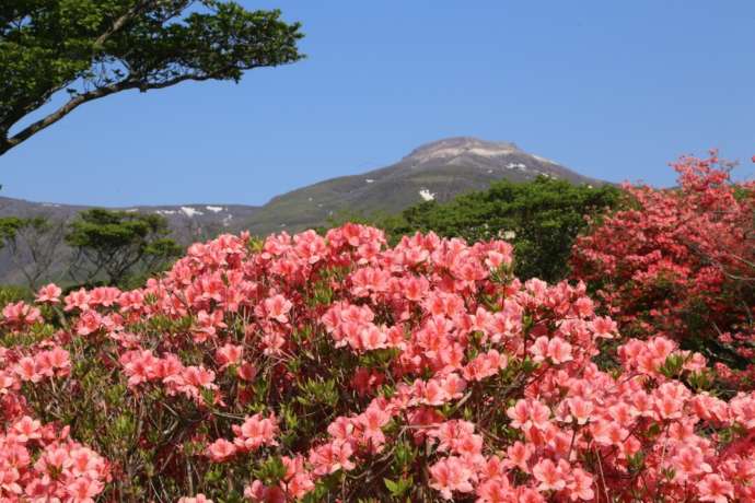 栃木県那須町にある八幡つつじ群落のツツジ