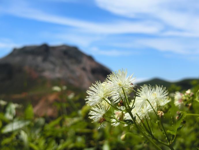 那須高原の植物